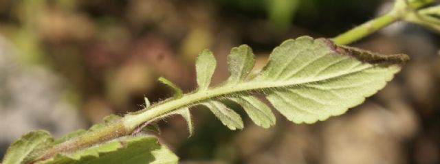 Knautia integrifolia / Ambretta annuale